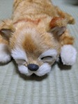 IMG_20200504_202407.jpg